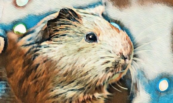 Download Hamster Premium Digital Paper VOL-4 - Digital Collection